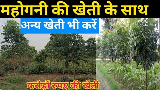 महोगनी की खेती के साथ आप अन्य खेती भी करें जाने इस वीडियो के माध्यम से | Mahogany ki kheti