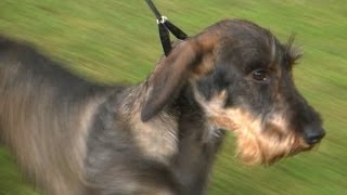 Bath Championship Dog Show 2014 - Hound group