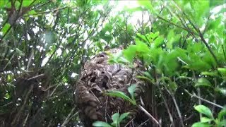 小野町でスズメバチ駆除- 中学校で先生が生垣の剪定中に刺された！ 巣はどこにある！  小野町役場から緊急駆除要請！