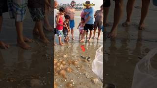 Beach rescue: Returning sea snake safely to he ocean 🥺