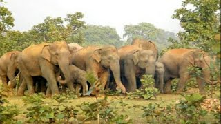 Wild Elephants //Hojai, Assam, Kathaltoli / 2020