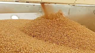 Offering Wheat GW 496 For Home Consumption, Pack Size: 50 Kg.