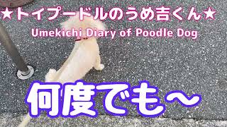 何度でも〜 ★トイプードルのうめ吉くん(856日目)★Umekichi Diary of Poodle Dog