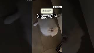 “这还让人怎么出门啊” 博美 博美宝宝 笨蛋小狗 可爱狗狗