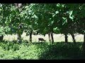 Duality Montee Music video