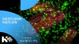 미토콘드리아와 피로의 관계 - (20190320_687회 방송) 지긋지긋한 피로, 건강의 적신호