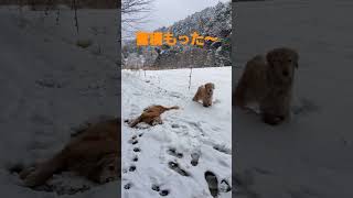 久しぶりの雪らしい雪。Golden retrievers playing in the snow.