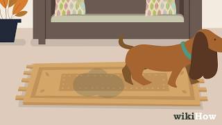 How to Get Dog Urine Smell out of Carpets