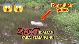 VIRAL..!! PARA PEMANCING INI, PANEN IKAN GABUS..!!!