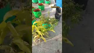 Aadi pattam | ஆடி பட்டத்திற்கு | மாடி தோட்டம் | Terrace Garden Shorts | Sri Gardening