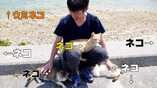 沖縄ねこ歩き　奥武島（おうじま）はネコがうじゃうじゃいました　cat island　沖縄ねこあつめ