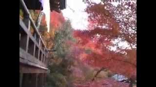 京都の紅葉４勝林院～南禅寺～永観堂～哲学の道～法然院～銀閣寺.wmv