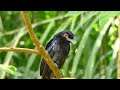 greater racket tailed drongo @ venus loop singapore