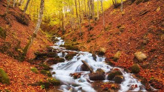 音楽は心臓と血管を癒します🌿 穏やかな音楽は神経系を回復させ、リラックスさせます