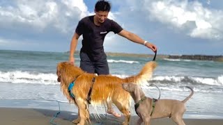 初めて海に入った子犬。ワイマラナーの子犬