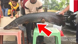 Penemuan monster ikan Arapaima dari Amazon di sungai Brantas - TomoNews