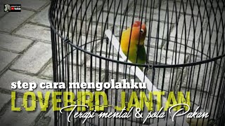 STEP PROSESKU DARI PAKAN DAN PENGGACORAN LOVEBIRD JANTAN DARI TERNAKAN