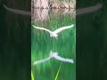 lonely great egret ぼっちのダイサギ shorts