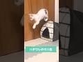 眉選手100点です👏  #cat   #ねこ動画   #猫のいる暮らし   #三毛猫  #はちわれ  #サバトラ  #ハチワレのサバ缶   #おもしろ  #癒し  #かわいい  #catvideos