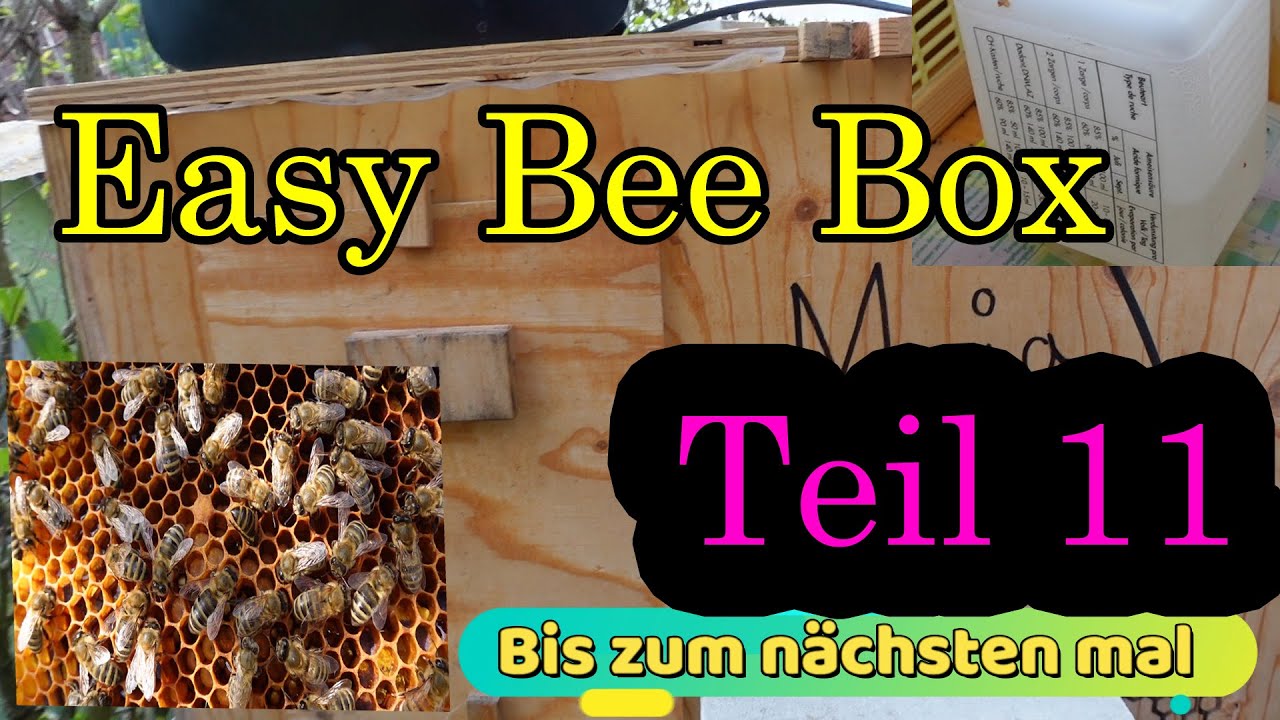 Easy Bee Box Teil 11 Immer Was Neues Bei Den Bienen - YouTube