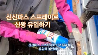 명품 여왕벌 만들기, #3편 - 파스로 여왕벌 유입 성공