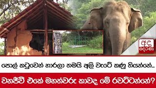 පොල් කටුවෙන් හාරලා තමයි අලි වැටේ කණු තියන්නේ... වනජීවී එකේ මහත්වරු කාවද මේ රවට්ටන්නේ?