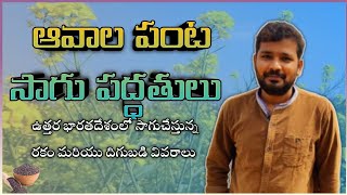 ఆవాల పంట సాగు పద్ధతులు | Mustard Cultivation Techniques at North India In Telugu | Bheeshma Hub