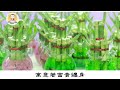 懂的人都養這種花，客廳一擺，招財又旺人，怪不得過得好！【菩提小師父】