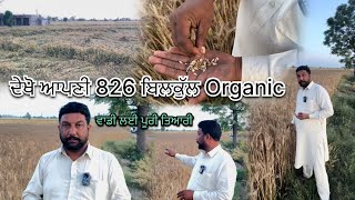 ਦੇਖੋ ਆਪਣੀ 826 ਕਣਕ ਬਿਲਕੁੱਲ Organic // ਵਾਡੀ ਲਈ ਪੂਰੀ ਤਿਆਰੀ| 🌾🔥