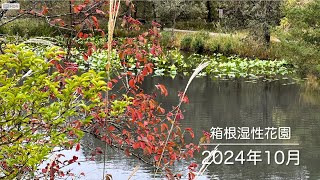 箱根湿性花園 2024年10月