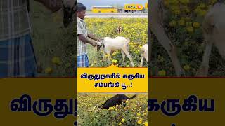 Farmer suffering  | விருதுநகரில் கருகிய சம்பங்கி பூ..! | #Local18