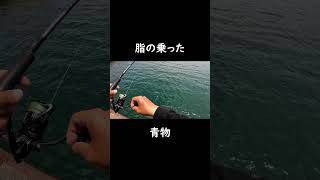 あたる瞬間　脂の乗った青物　#shorts