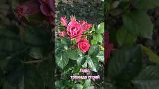 Троянда спрей ЛІДІЯ#shorts #garden #сад #україна#українськийютуб