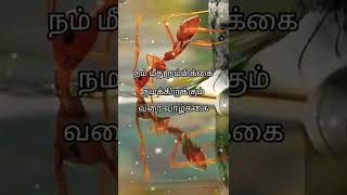 நம்பிக்கை வாழ்க்கை தத்துவம்(161) தமிழ் #vazhkai thathuvam tamil #shorts