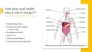 The importance of oral health for the gut microbiome