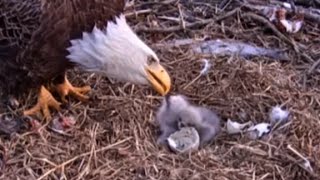 Eaglets hatch on webcam after harsh winter