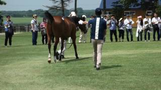 43サダムグランジュテの16 シルク募集馬ツアー