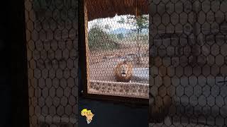 My kitchen is growling at me - BIG MALE LION interrupt guys coffee routine