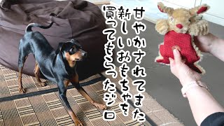 ジロにおもちゃ買ったよ…【ミニピン】