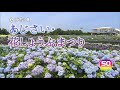 なばなの里ホタルまつり開催。あじさい・花しょうぶcm　2015年