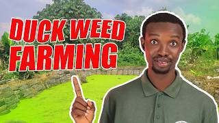 Duckweed Farming Made Easy