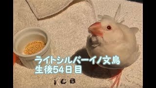 生後54日目 ねぐせ　ライトシルバーイノ文鳥ぴよりん#25