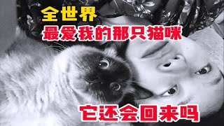 全世界最爱我的猫咪生病了，我打算停更视频了