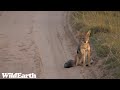 WildEarth - Sunrise Safari -  21 January 2024