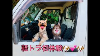 チワワちゃん\u0026ヨーキー君🌳オリーブの収穫初体験🐶💕🐶🌳