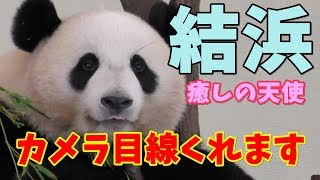 結浜🎀癒しの天使👼カメラ目線くれます【AWS】今週のパンダ「結浜」2018/10/06 inアドベンチャーワールド