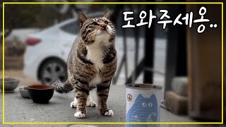 A stray cat crying for help because of a leg injury