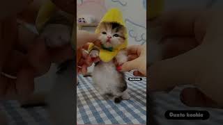 Cute little kitten's😺🥰 #cat #catlover  #shortsvideo #funny #dustokookie