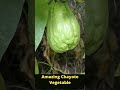 amazing chayote vegetable shorts