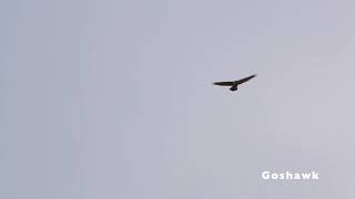 Goshawk vs. Cooper's Hawk